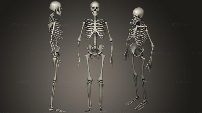 Anatomy of skeletons and skulls (Human skeleton 2, ANTM_0722) 3D models for cnc